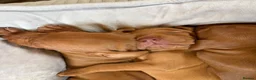 Hungarian Vizsla dogs for sale: Ready this weekend Beautiful litter.  - Advert 32