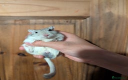 Hamster rodents for sale: 3 Male Gerbils For Sale in Fakenham - Image 1
