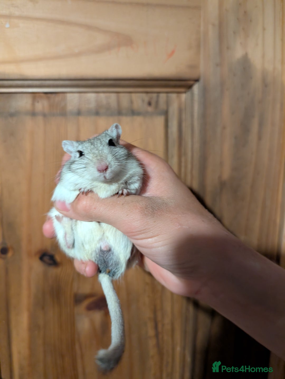 Hamster rodents for sale: 3 Male Gerbils For Sale in Fakenham - Image 1