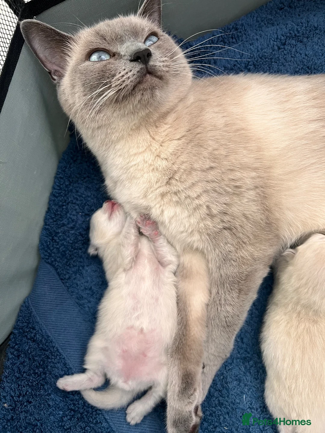 Mixed Breed cats for sale: Gorgeous Ragdoll x British Shorthair Kittens in Solihull - Advert 1