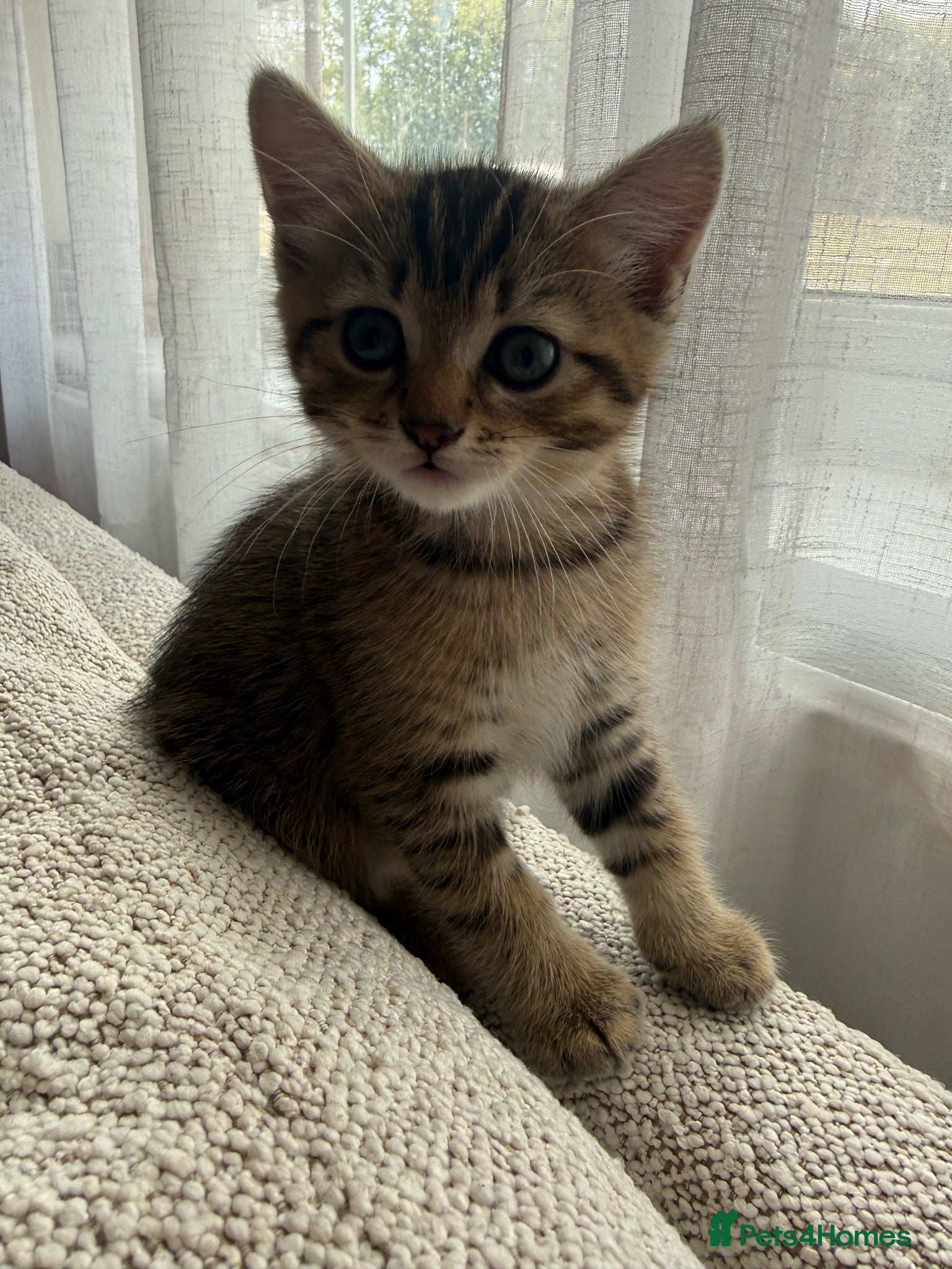 Mixed Breed cats Half Persian little boy - Advert 1