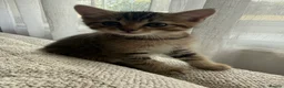 Mixed Breed cats for sale: Half Persian little boy in Buckingham - Advert 1