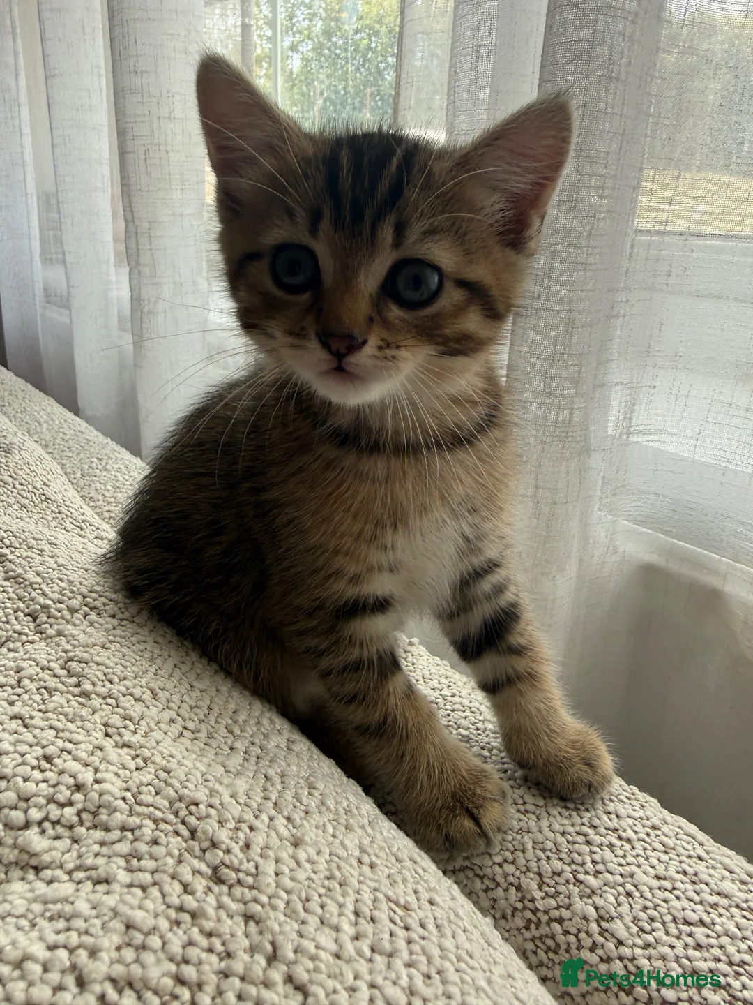 Mixed Breed cats for sale: Half Persian little boy in Buckingham - Advert 1