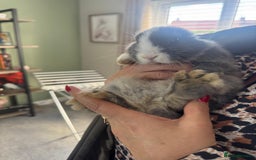 Mini Lop rabbits for sale: Mini Lops - Image 13