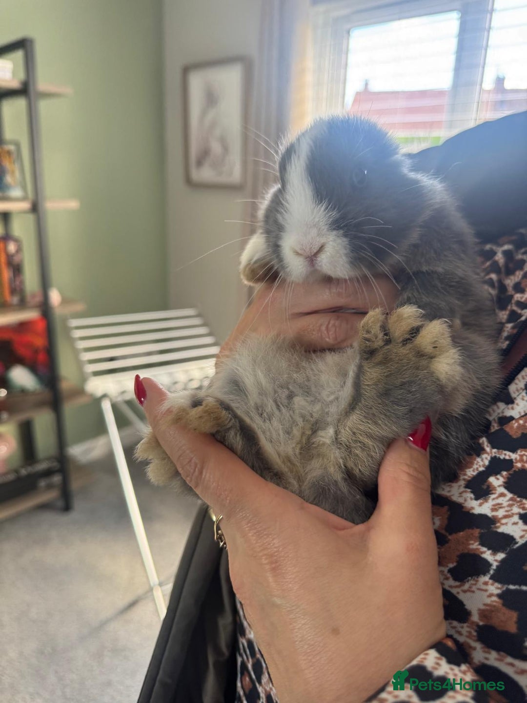 Mini Lop rabbits for sale: Mini Lops - Image 13