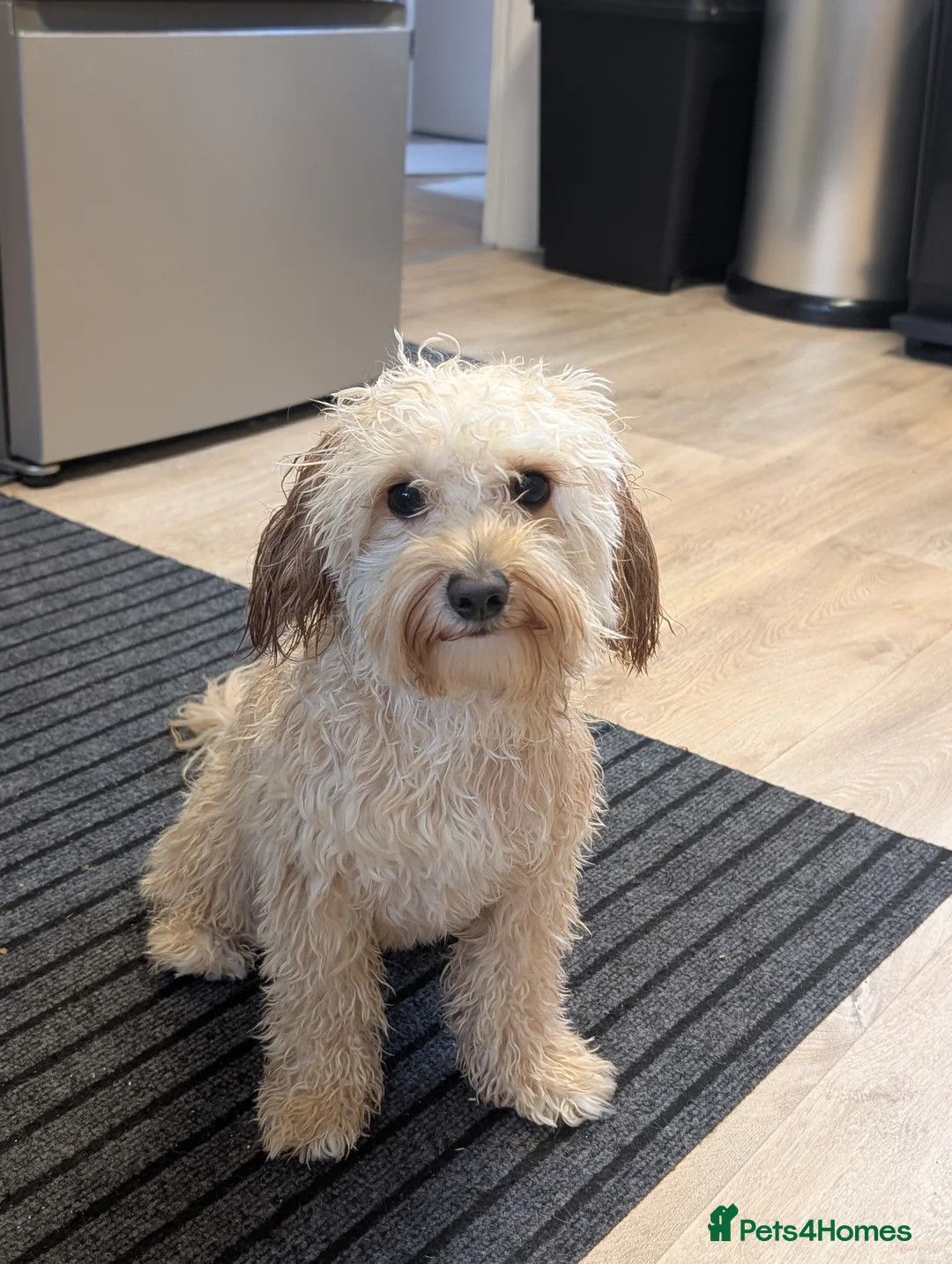 Mixed Breed dogs for sale:  ELI.       Apricot Bichon Frise / Cockapoo in Sheffield - Advert 10