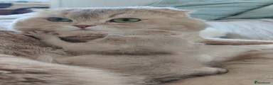 Scottish Fold 1