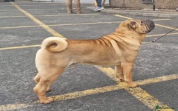 Shar Pei dogs for sale: Sujarah Shar Pei Puppies Available  - Image 4