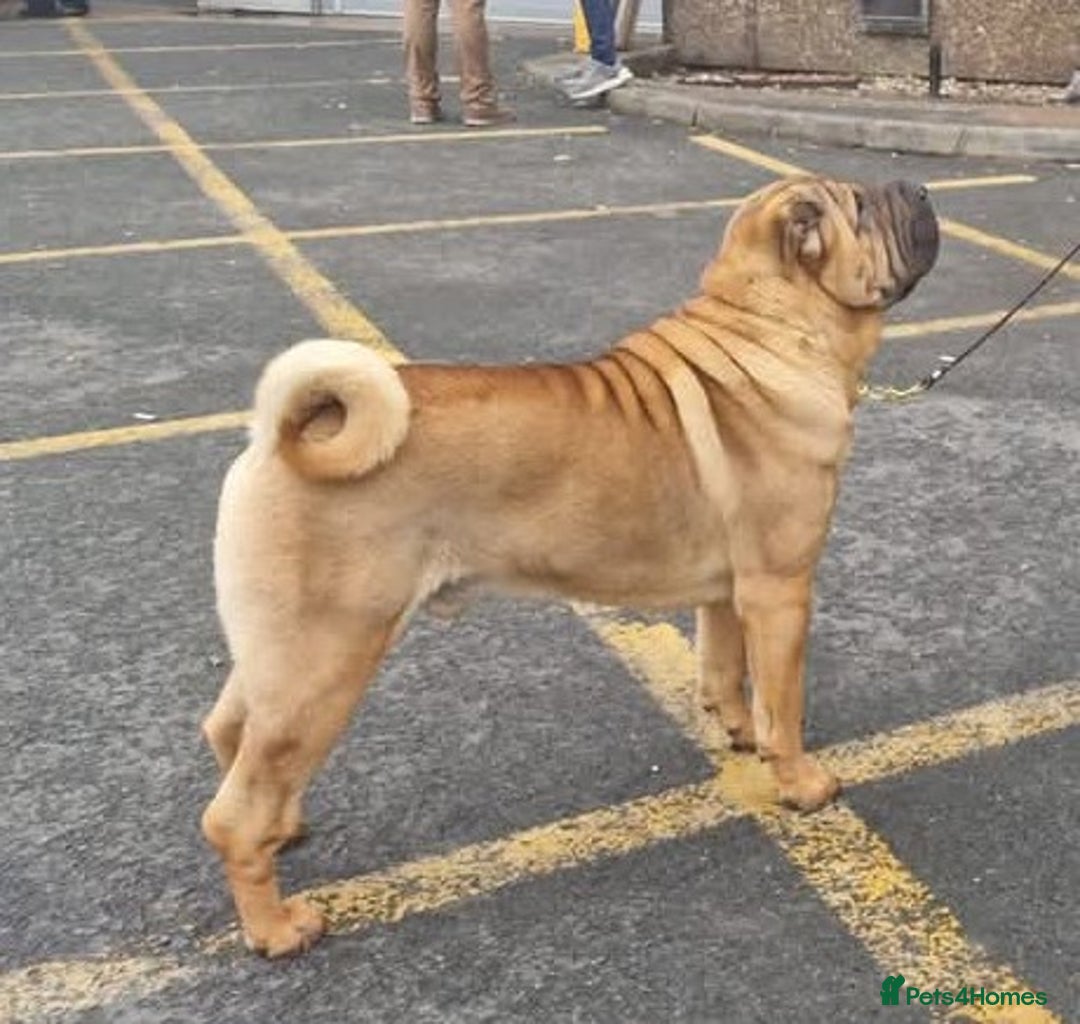 Shar Pei dogs for sale: Sujarah Shar Pei Puppies Available  - Image 4