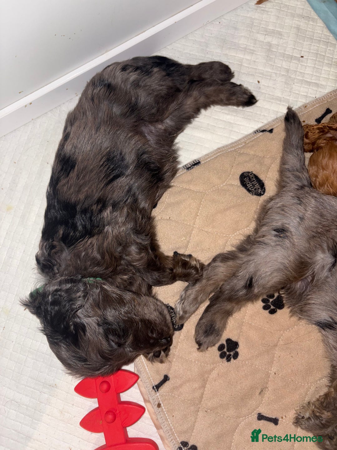 Cockapoo dogs for sale: F1bb mini cockapoo puppies  - Image 28