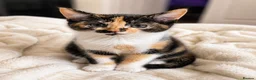 Mixed Breed cats for sale: 🐾 Beautiful  Kitten Looking for a Loving Home  - Advert 6