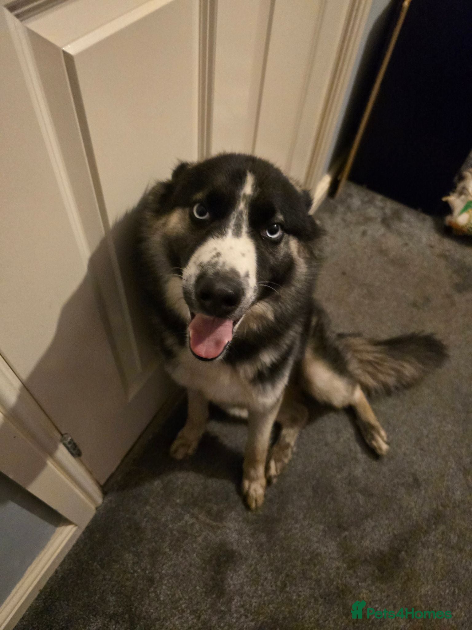 Mixed Breed dogs Husky cross  - Advert 1