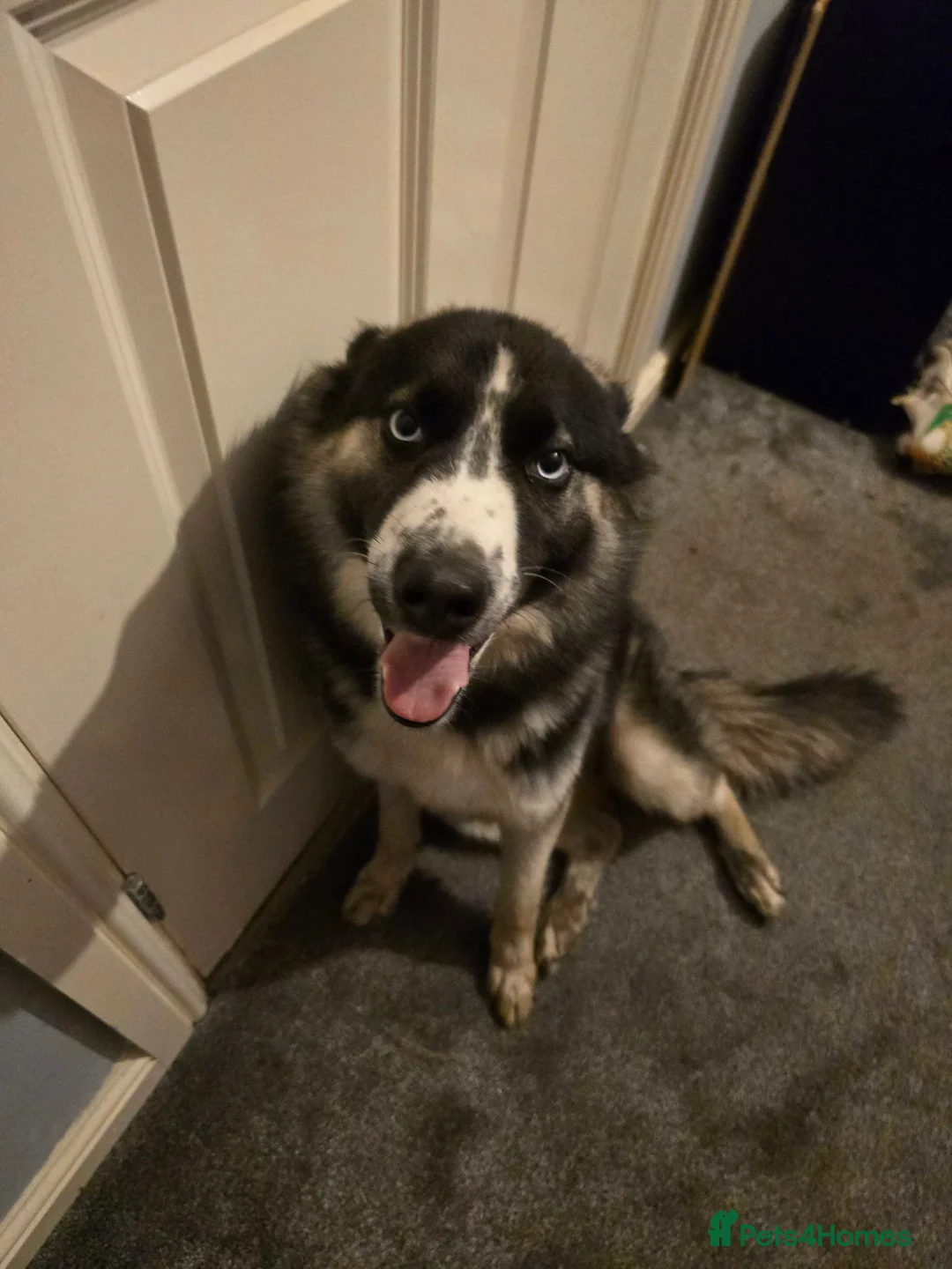Mixed Breed dogs for sale: Husky cross  - Advert 1