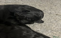 Cocker Spaniel dogs for sale: Exceptionally well bred puppies  - Image 8