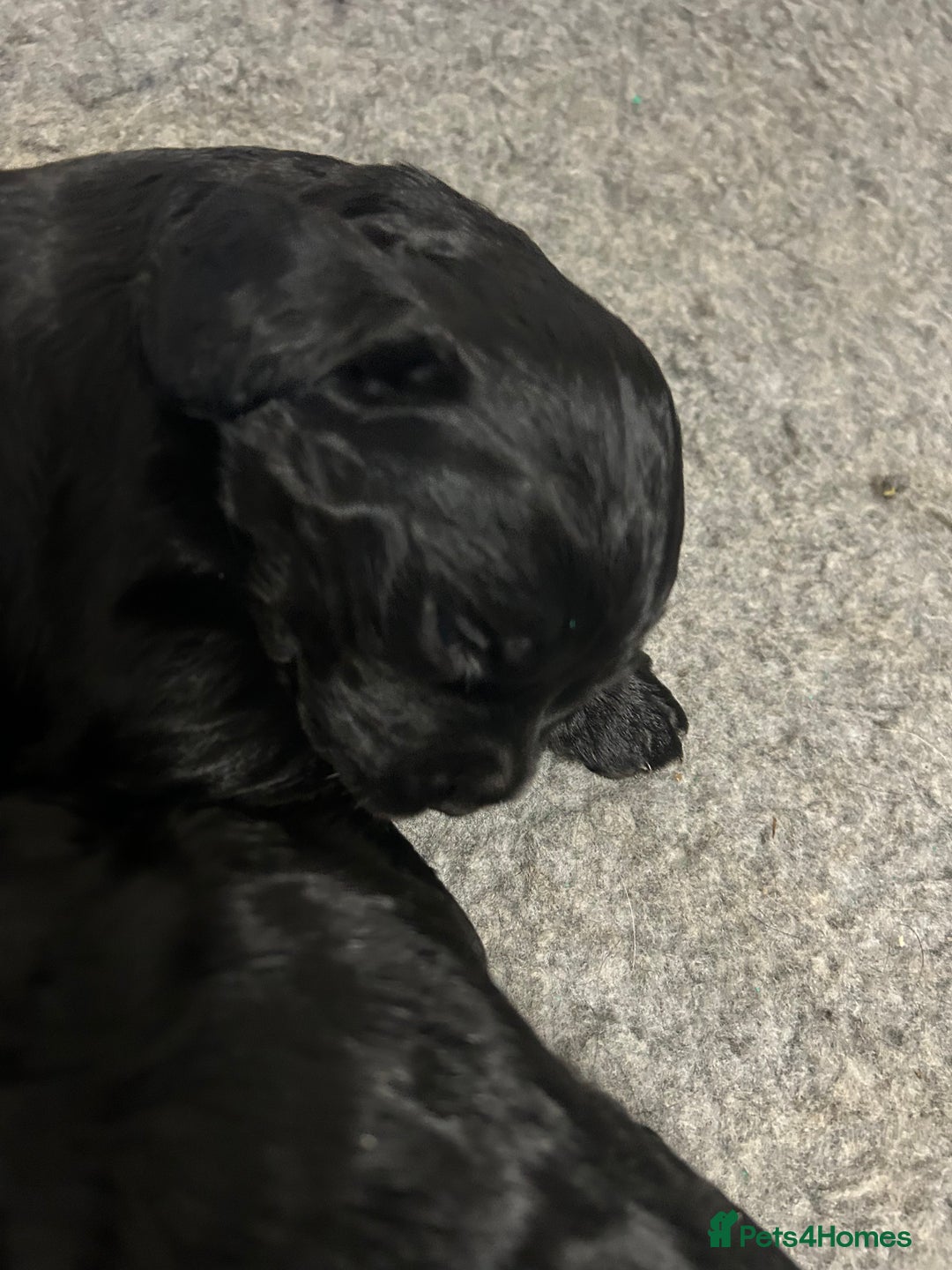 Cocker Spaniel dogs for sale: Exceptionally well bred puppies  - Image 8