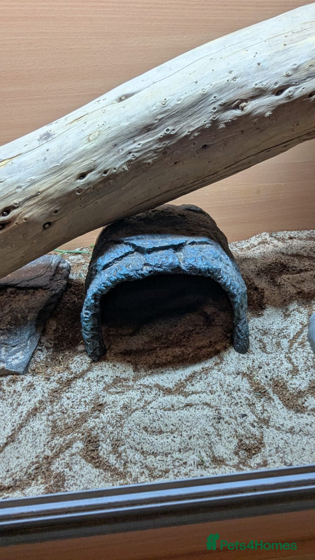 Bearded Dragon reptiles for sale: Bearded Dragon in need of new home! - Advert 5