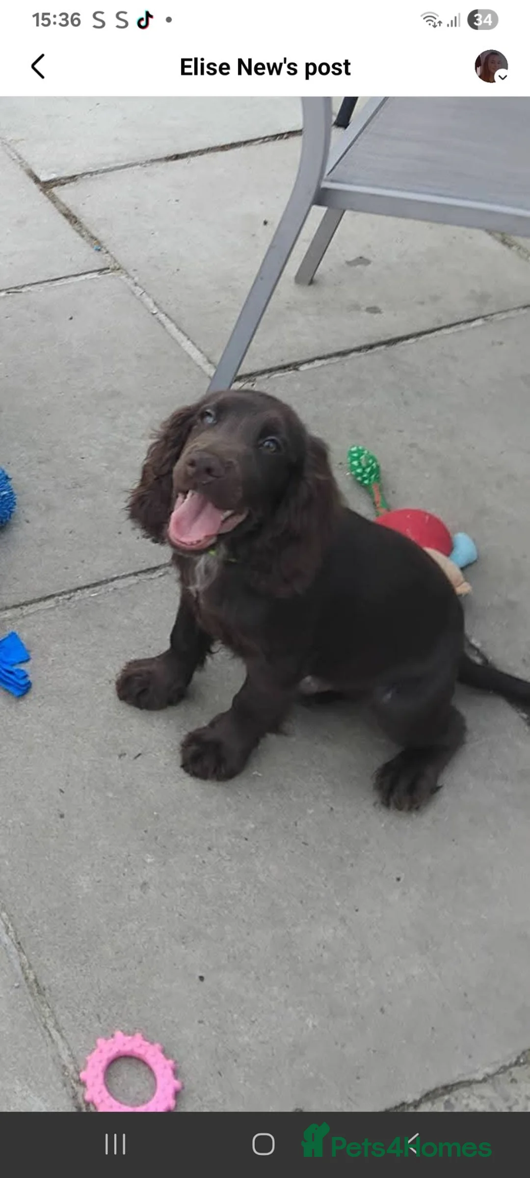 Cocker Spaniel dogs for sale: Cocker spaniel pups - Advert 2