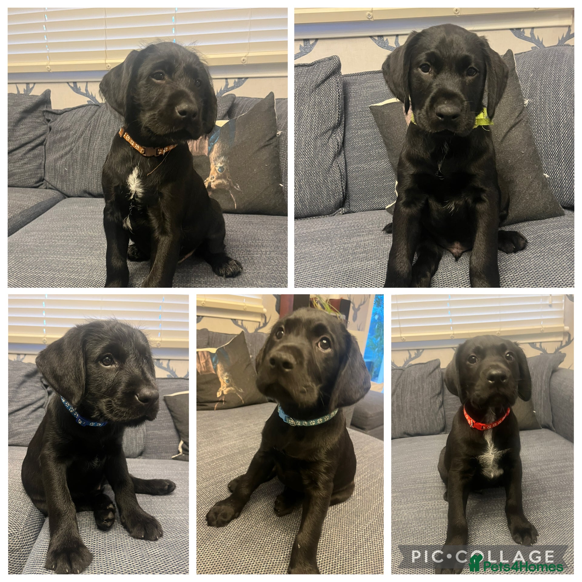 Mixed Breed dogs  Ready for their forever home - Advert 5