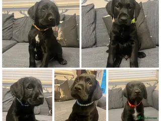 Mixed Breed dogs Ready for their forever home - Advert 5