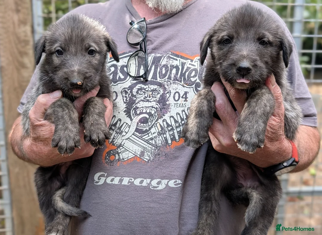 Caucasian Shepherd Dog dogs for sale: Caucasian/Wolfhound  - Advert 2