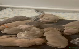 American Bull Staffy dogs for sale: 10 pocket bully - Advert 22