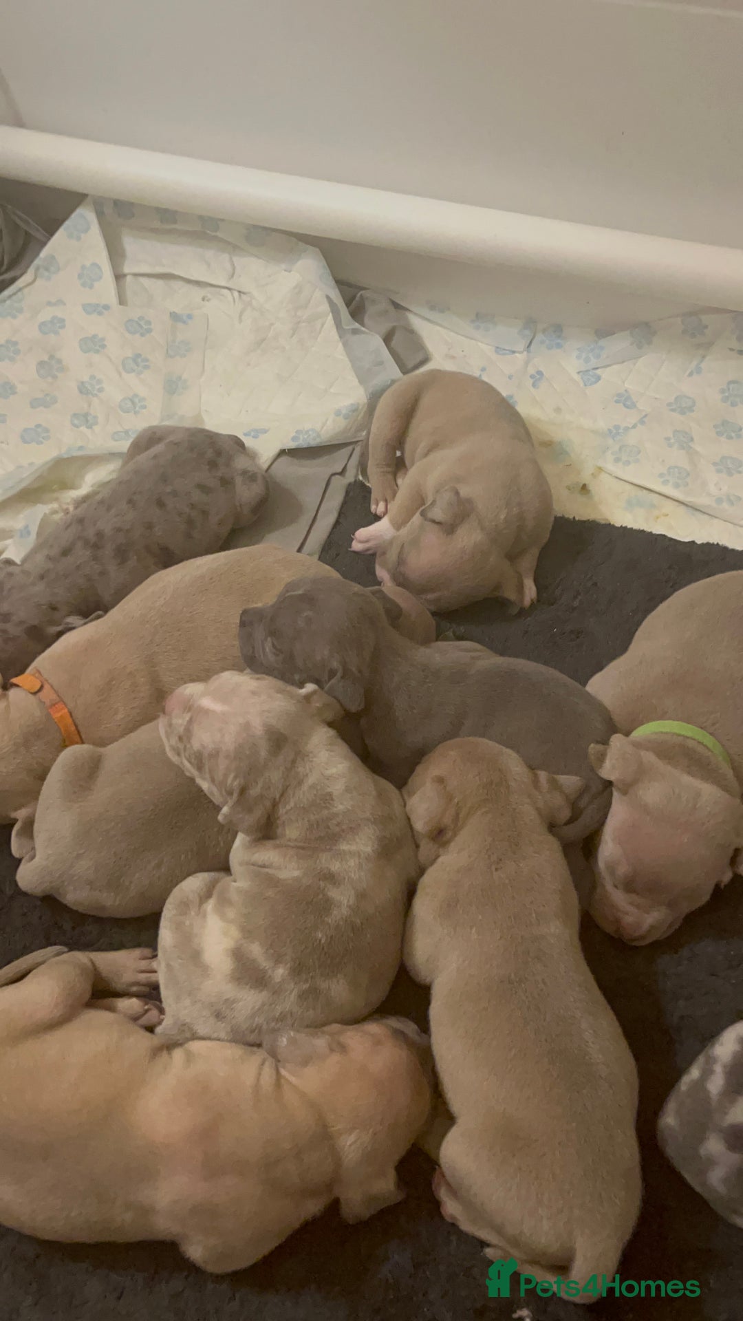 American Bull Staffy dogs for sale: 10 pocket bully - Advert 22