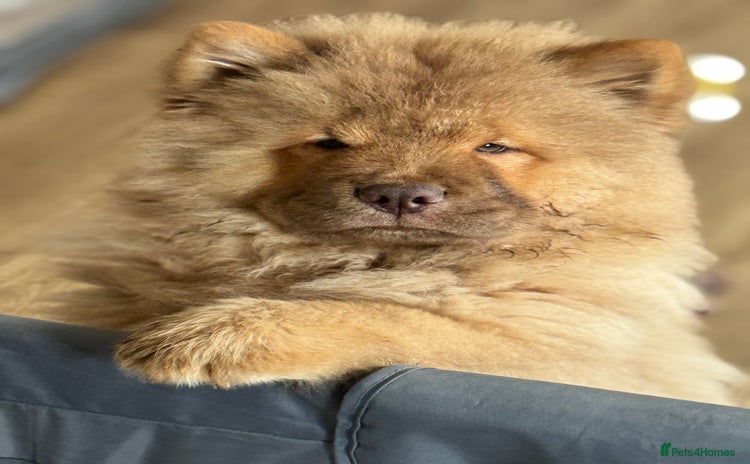 Chow Chow dogs - Advert 4
