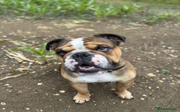 English Bulldog dogs for stud: Blungle needs to be a daddy  - Image 1