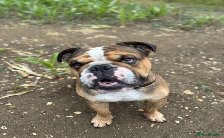 English Bulldog dogs - Advert 5