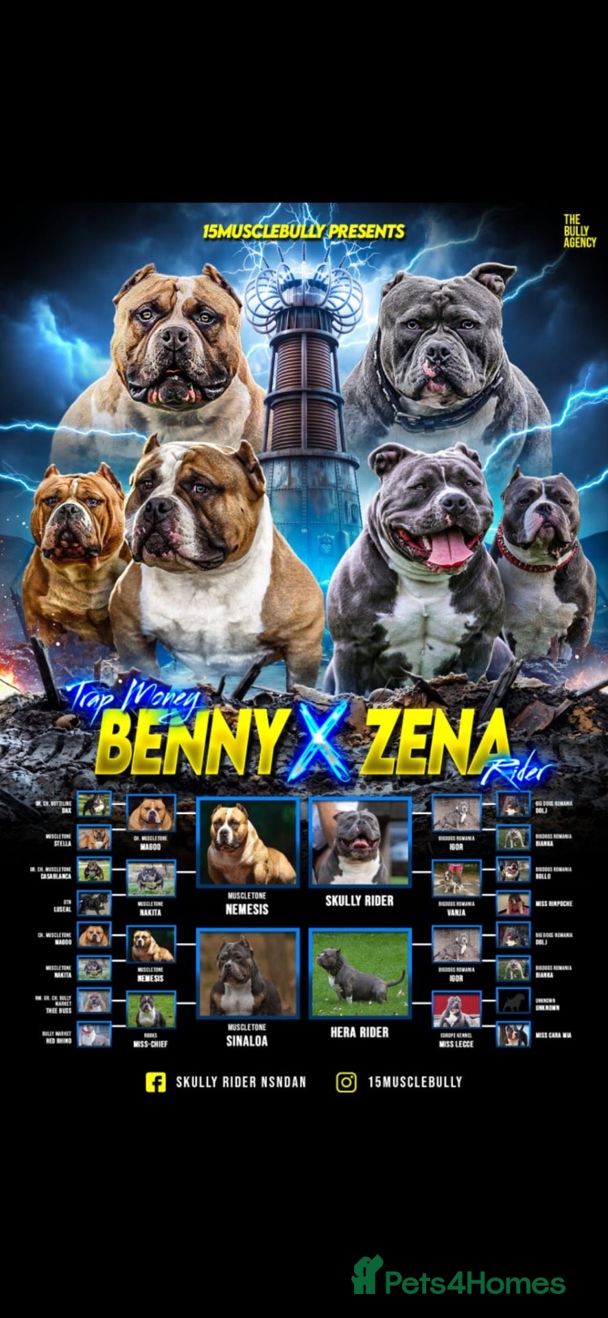 American Bully dogs ABKC pocket bullies, strong bloodlines! - Advert 2