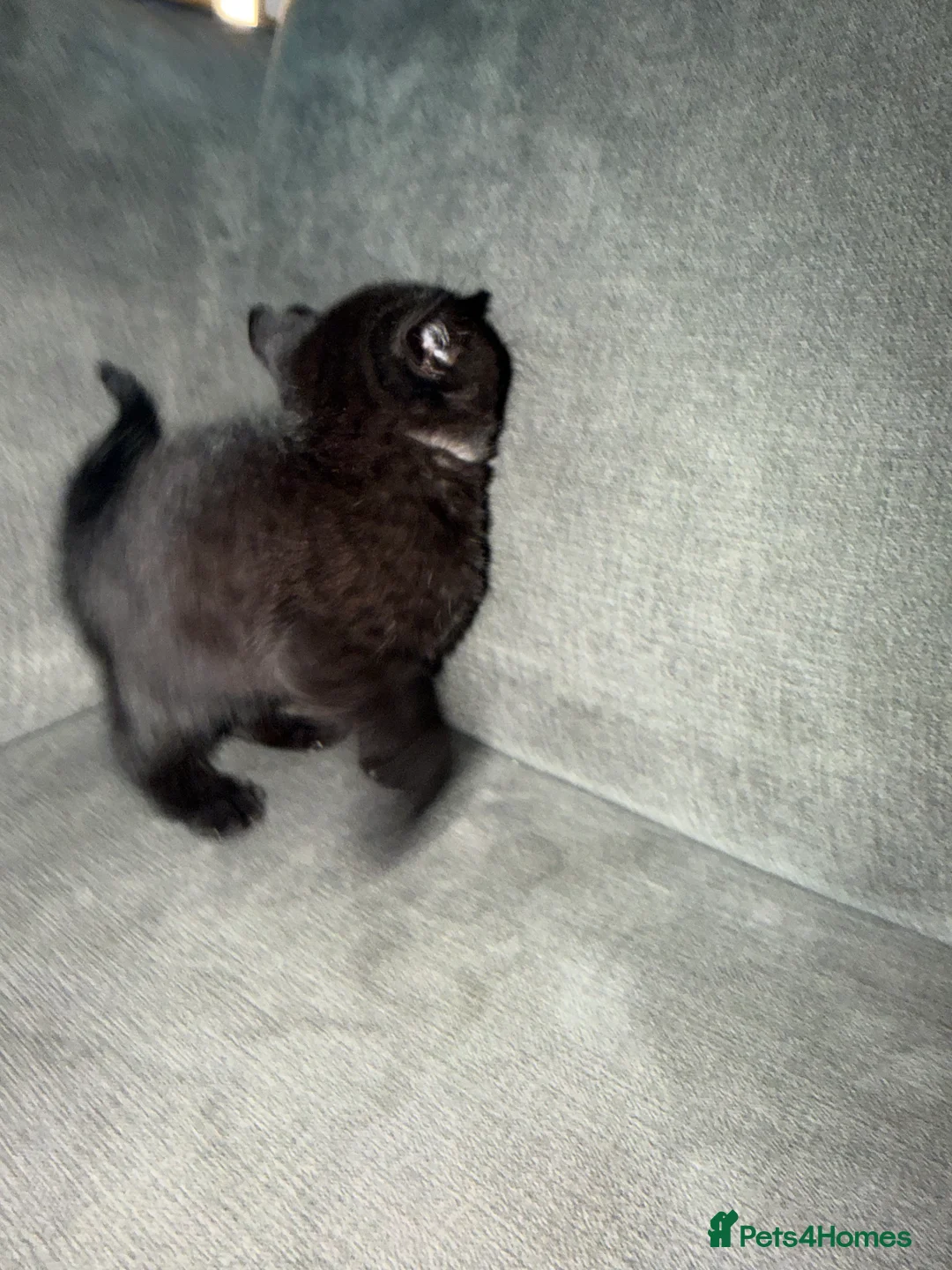 British Shorthair cats for sale: British shorthair kittens  - Advert 13