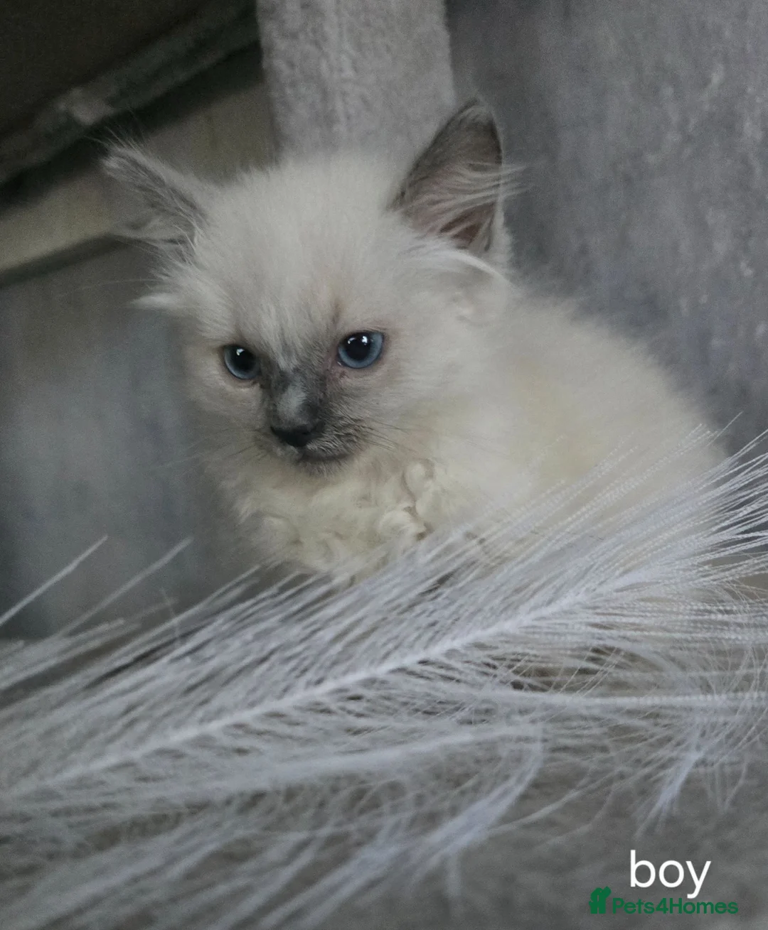 Ragdoll cats for sale: 3 ragdoll kittens - Advert 1
