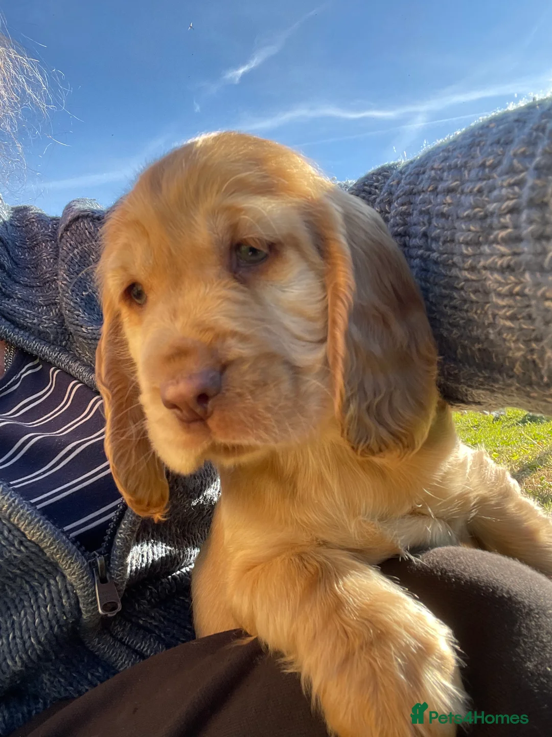 Cocker Spaniel dogs for sale: Stunning Cocker Spaniel Puppies  - Advert 25