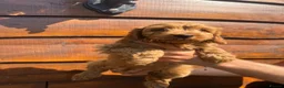 Cavapoo dogs for sale: Puppies ready to leave to their new loving homes - Advert 23