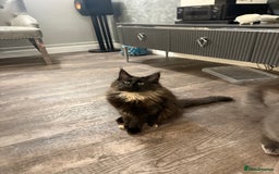 Maine Coon cats for sale:  Maine Coon Kittens Looking for Loving Homes 🐾 - Advert 4