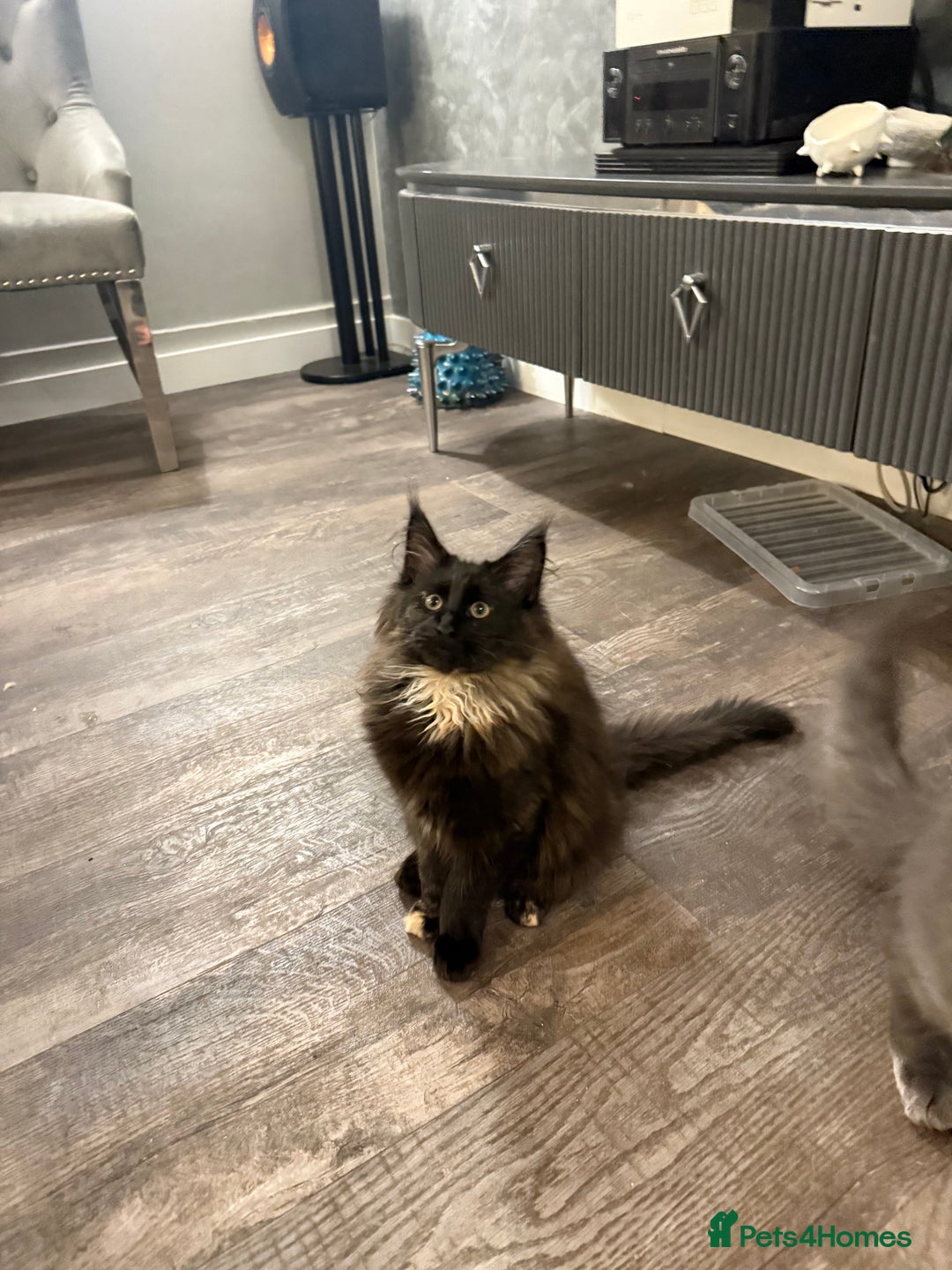Maine Coon cats for sale:  Maine Coon Kittens Looking for Loving Homes 🐾 - Advert 4