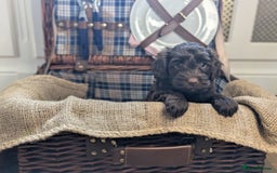 Cockapoo dogs for sale: 4 males and 1 female, chocolate coated cockerpoos  - Image 7