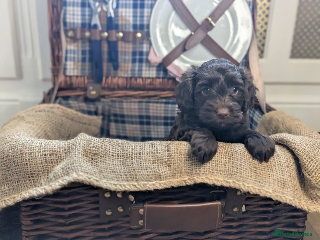 Cockapoo dogs for sale: 4 males and 1 female, chocolate coated cockerpoos  - Image 7