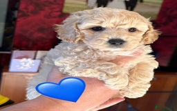 Poochon dogs for sale: poochon puppies  - Image 7