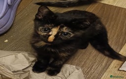 Domestic Shorthair cats for sale: Kittens Ready Now All Colours - Image 15