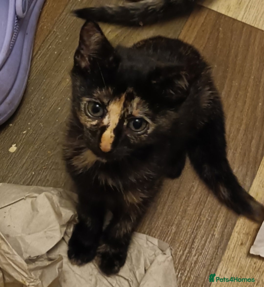 Domestic Shorthair cats for sale: Kittens Ready Now All Colours - Image 15