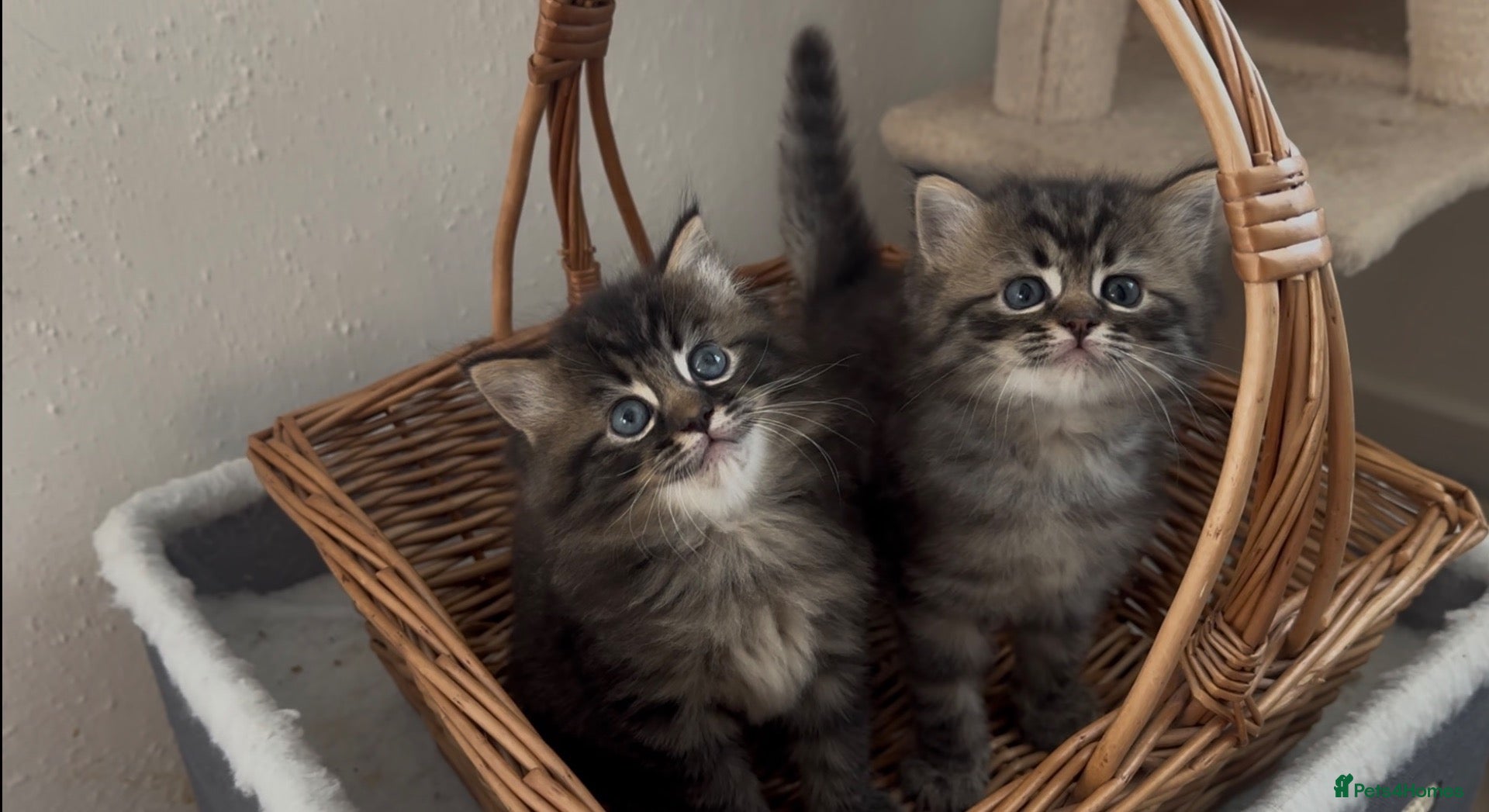 Persian cats Persian-Ragdoll Kittens - Affectionate and Fluffy - Advert 3