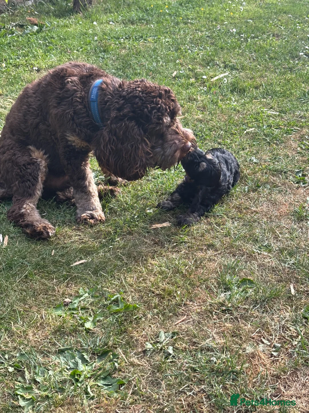 Cockapoo dogs for sale: Three beautiful female cockapoo  - Advert 2