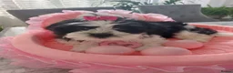 Maltese dogs for stud: 🐬 Beautiful Korean Maltese Stud 🐬 - Advert 9