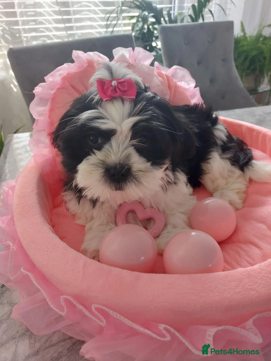 Maltese dogs for stud: 🐬 Beautiful Korean Maltese Stud 🐬 - Advert 9