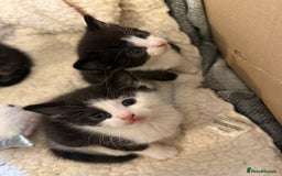 Domestic Shorthair cats for sale: Kittens for sale  - Advert 1