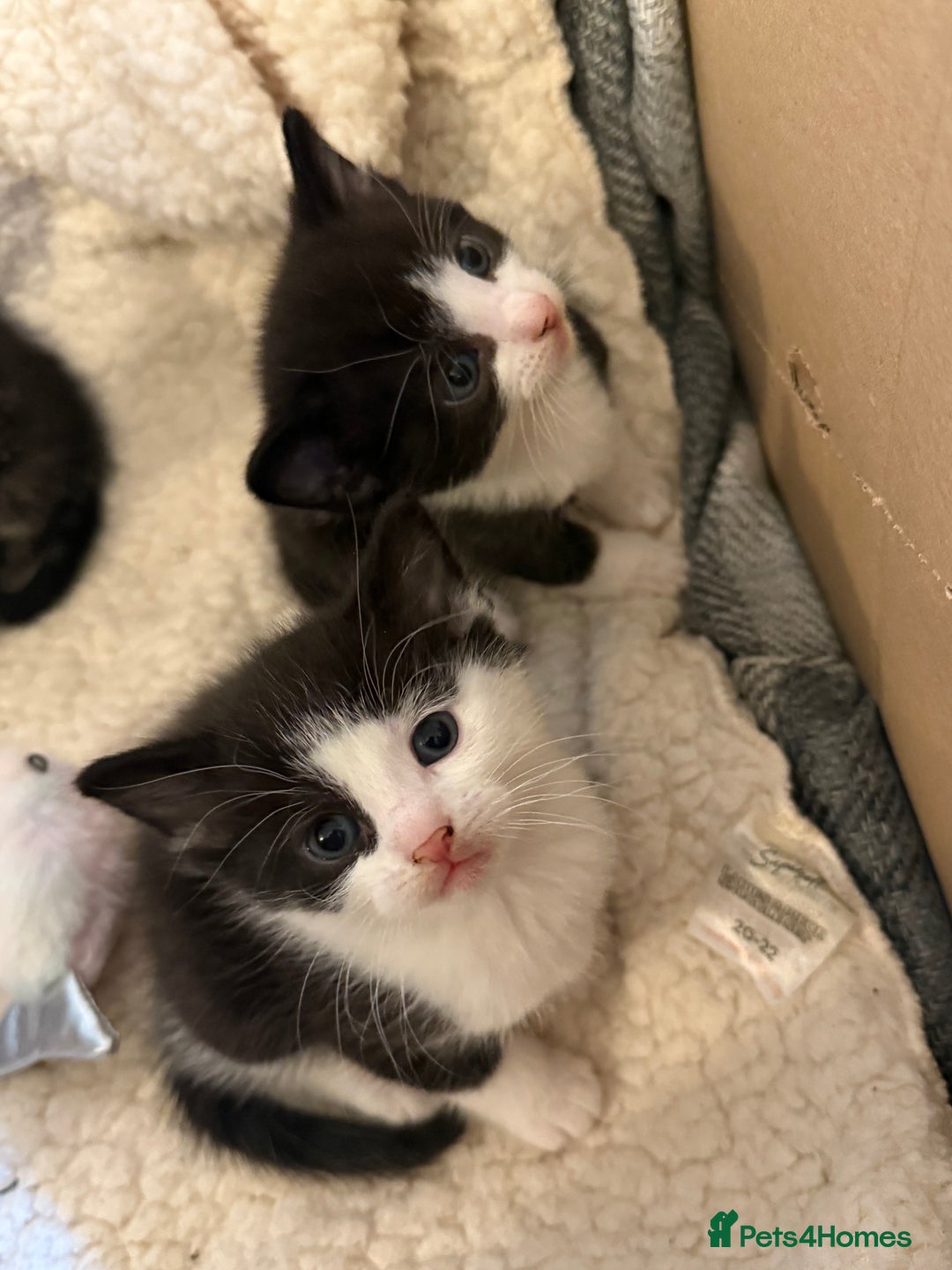 Domestic Shorthair cats for sale: Kittens for sale  - Advert 1