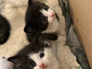 Domestic Shorthair cats Kittens for sale - Advert 1