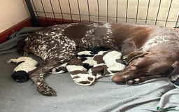 German Shorthaired Pointer dogs for sale: Beautiful pointer puppies - Image 1