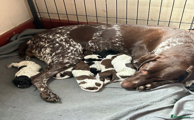 German Shorthaired Pointer dogs - Advert 2